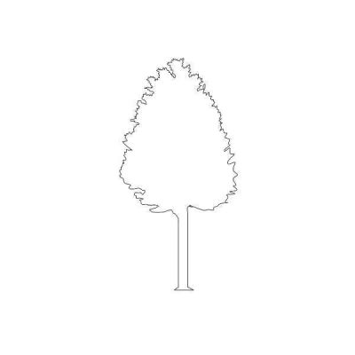 Tree Silhouette
